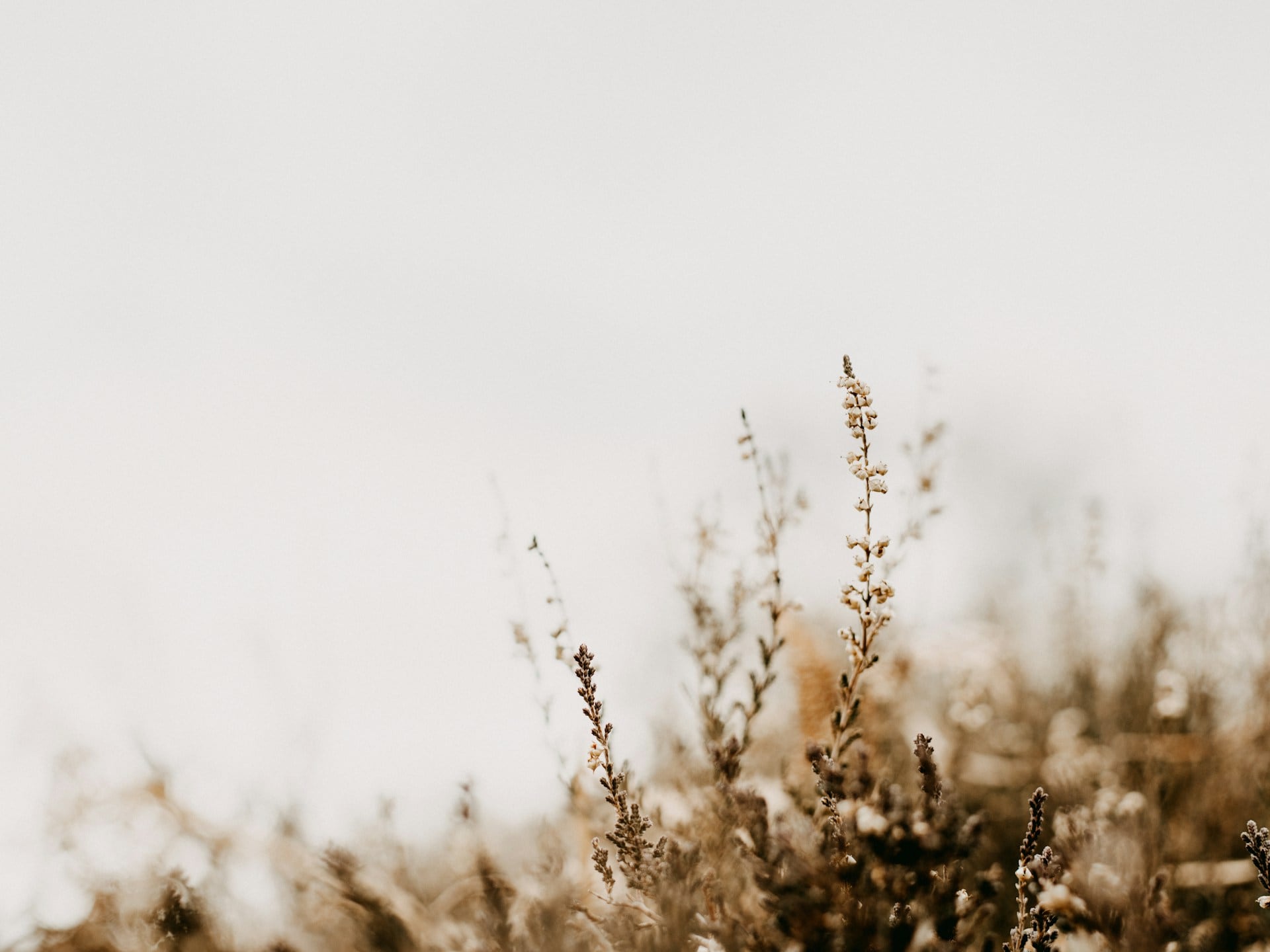 annie-spratt-hHiin0FcZO0-unsplash